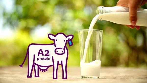 sữa tươi A2 của Úc