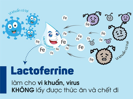 Lactoferrine - tăng cường hệ miễn dịch cho trẻ
