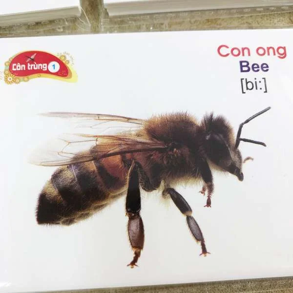 bo-the-hoc-thong-minh-16-chu-de-song-ngu-7