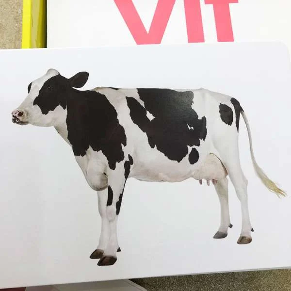 bo-the-hoc-thong-minh-glenn-doman-flash-card-14-chu-de-5