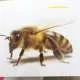 bo-the-hoc-thong-minh-glenn-doman-flash-card-14-chu-de-3