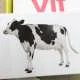 bo-the-hoc-thong-minh-glenn-doman-flash-card-14-chu-de-5