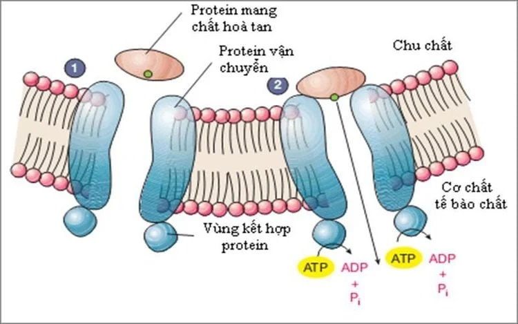 9 Chức năng quan trọng của protenin với cơ thể người