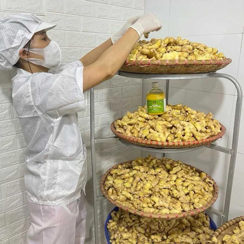 Nước cốt gừng tràm trà Điềm Kim 500ml-2