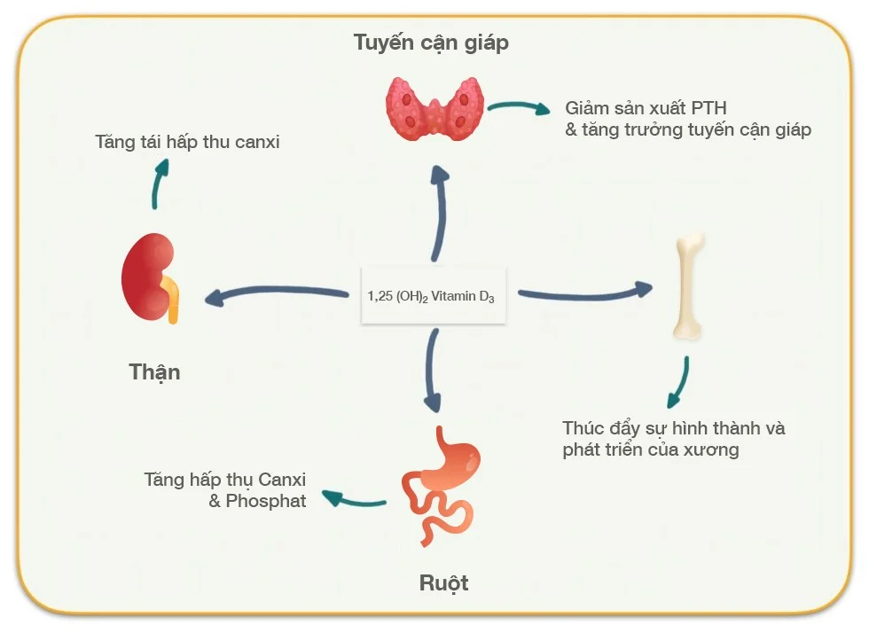 Lợi ích của vitamin D đối với sức khỏe người cao tuổi